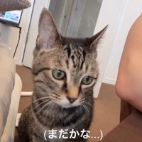 人の横に座っている猫
