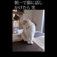 右を向く姿