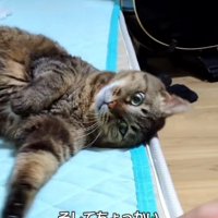 ゲームをしている男の子と手でつつこうとする猫