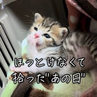 キャリーの中にいる子猫