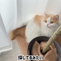 テロップ「探してるみたい」
