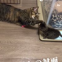 子猫の頭を触る成猫