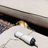 ドライヤーのコンセントが動いたのに驚いてバランスを崩す三毛猫