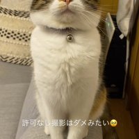 アゴを少し上げて飼い主を見つめる猫