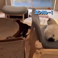 しぐれちゃんをくわえて歩くそぼろくん