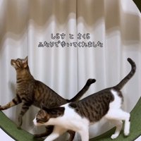 キャットホイールで歩く2匹の猫