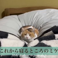 これから寝るミケ