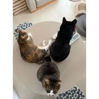 テーブルの上の猫