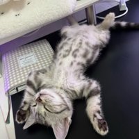 仰向けになって眠る子猫