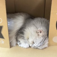 横にした段ボールの間で丸くなるサイベリアン