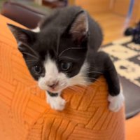 ソファの背もたれに座るぐりちゃん