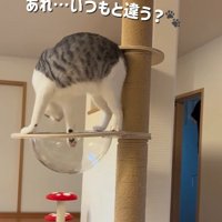 キャットタワーの上にいる猫
