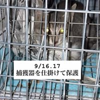 捕獲器の中にいる子猫