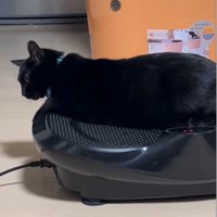 ブルブルマシンに乗る黒猫7