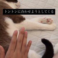 横たわっている猫とお尻の近くて手をあげている飼い主（尻尾を鋭角気味に曲げて上げている）
