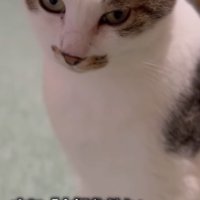 俯き気味でお座りをしているキジ白