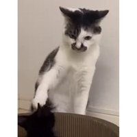猫と子猫のケンカ