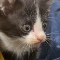 膝上に乗る白黒子猫