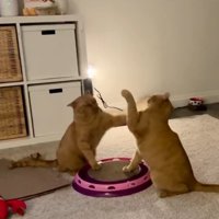 小競り合いをする猫1