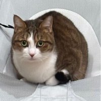 バウンサーに座る猫