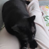 座る位置を変える猫