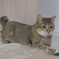 おもちゃを手で押さえる猫