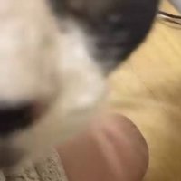 女性に近づいて喉を鳴らす猫