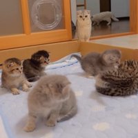 遊ぶ5匹の子猫たちと見守るママ猫