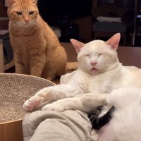 食べたそうな猫