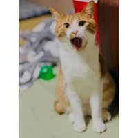 室内にいる猫