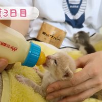 ミルクを飲む子猫
