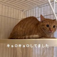 ケージの中で固まっている茶トラ猫の顔のアップ