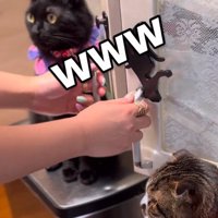 動く様子のない黒猫とキジ白猫を見て笑う飼い主