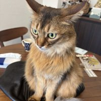 カバンに座る猫