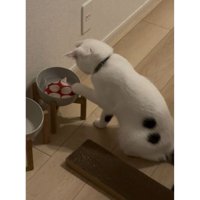 猫と水に入っているコースター