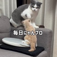 一緒に遊ぶマンチカンと子猫