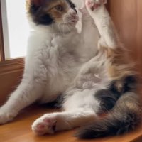 窓際で足を上げて毛づくろいしている子猫
