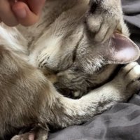 猫の顔から手をどかしてみた飼い主