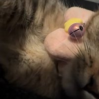 近づいてくる子猫