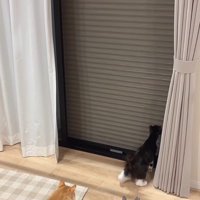シャッターを見る猫たち