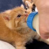 ミルクを飲む茶トラ