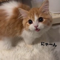 鳴いている猫
