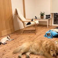 同じポーズの犬と猫たち