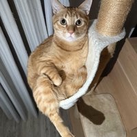 傾いたハンモックに乗る茶トラ猫