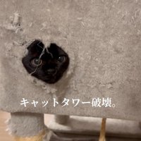 穴から顔を出している猫