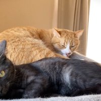 寝ている黒猫と茶トラ猫
