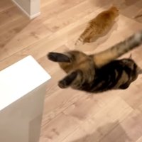飛び降りる猫