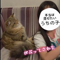 ソファに寄りかかりながら子どもを見る猫