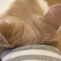 スリッパの入り口に顔を入れて止まる猫