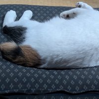 寝転がる猫